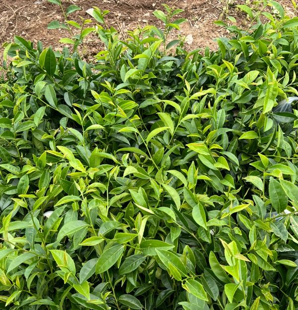 Tea bushes on a remote Taiwanese hillside