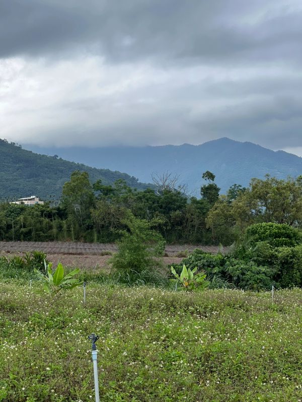 Fog over the tea gardens of Taitung, Taiwan