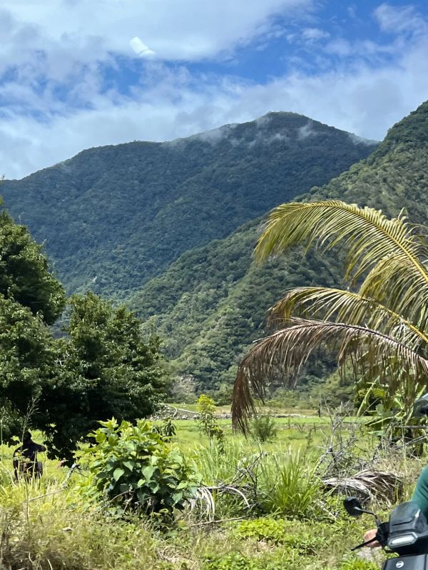 Green tea terraces framed by Taiwan's mountains