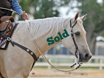 Finished Ranch Riding Gelding For Sale