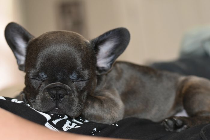 Blue Frenchie 10 weeks
