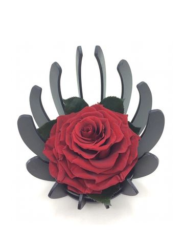 Black Shell Wooden Base / 1 XXL Rose / Eternal Fresh Flower