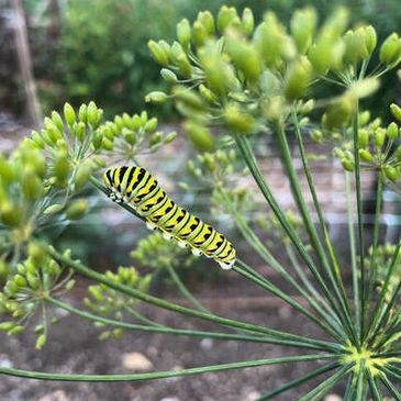 Swallowtail caterpillar on dill