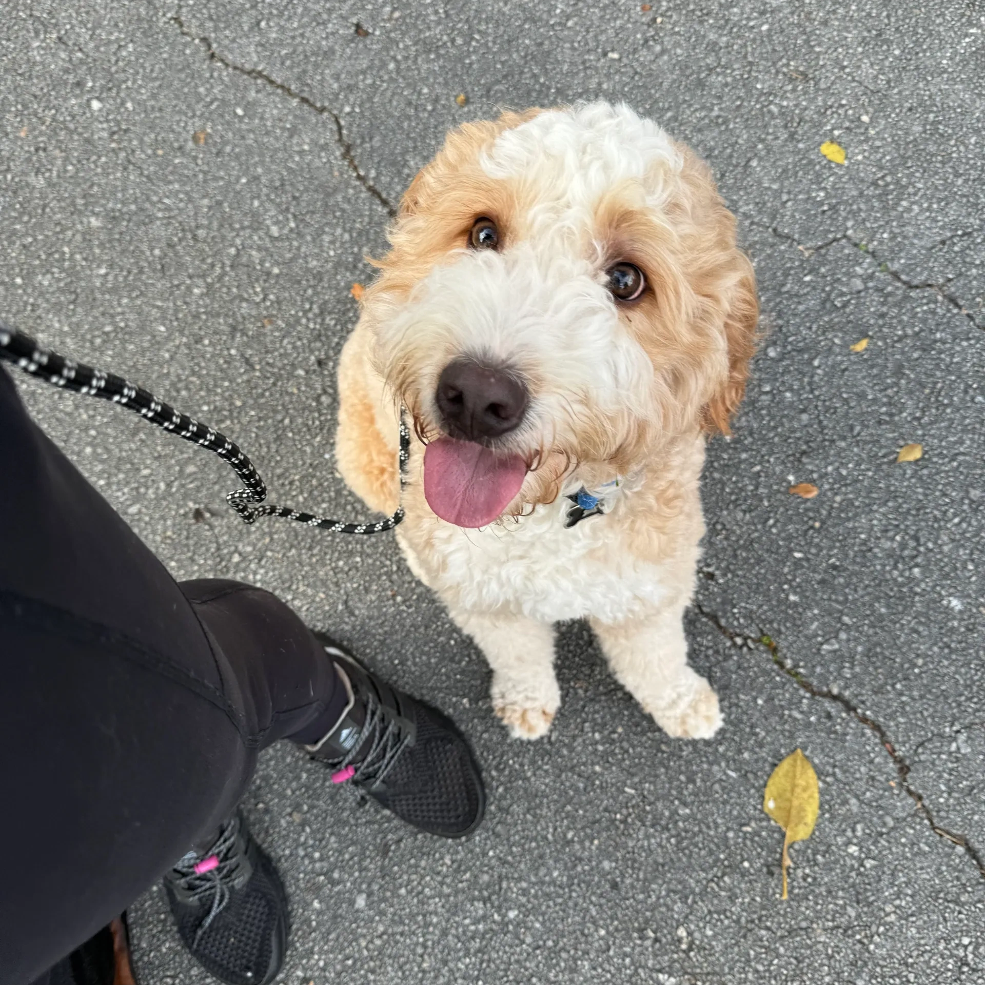 Dogs can join the pack at all different skill levels