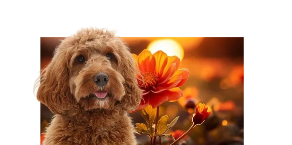 Southern Manor Labradoodles