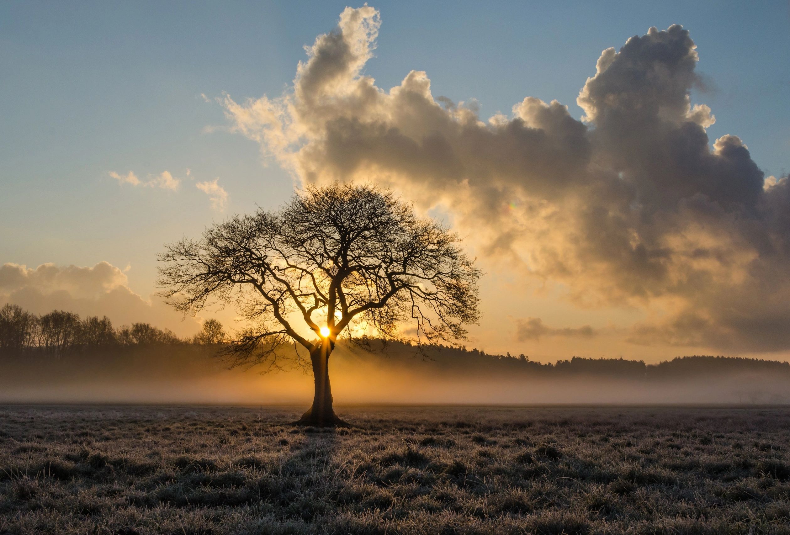 Sunset shining through a bare tree in a misty field with dramatic clouds.