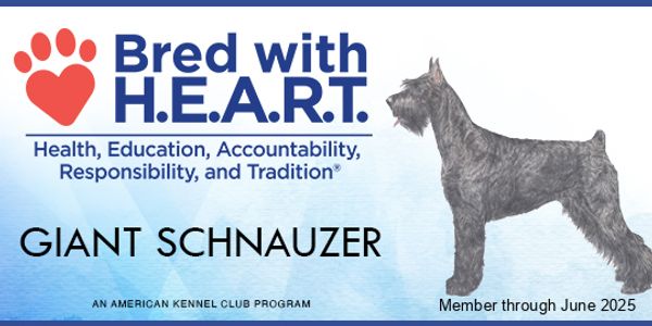 AKC Bred with H.E.A.R.T. members, AKC Registered Giant Schnauzers