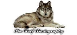 She Wolf Photography