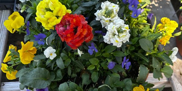A vibrant mix of colorful flowers in a garden setting.