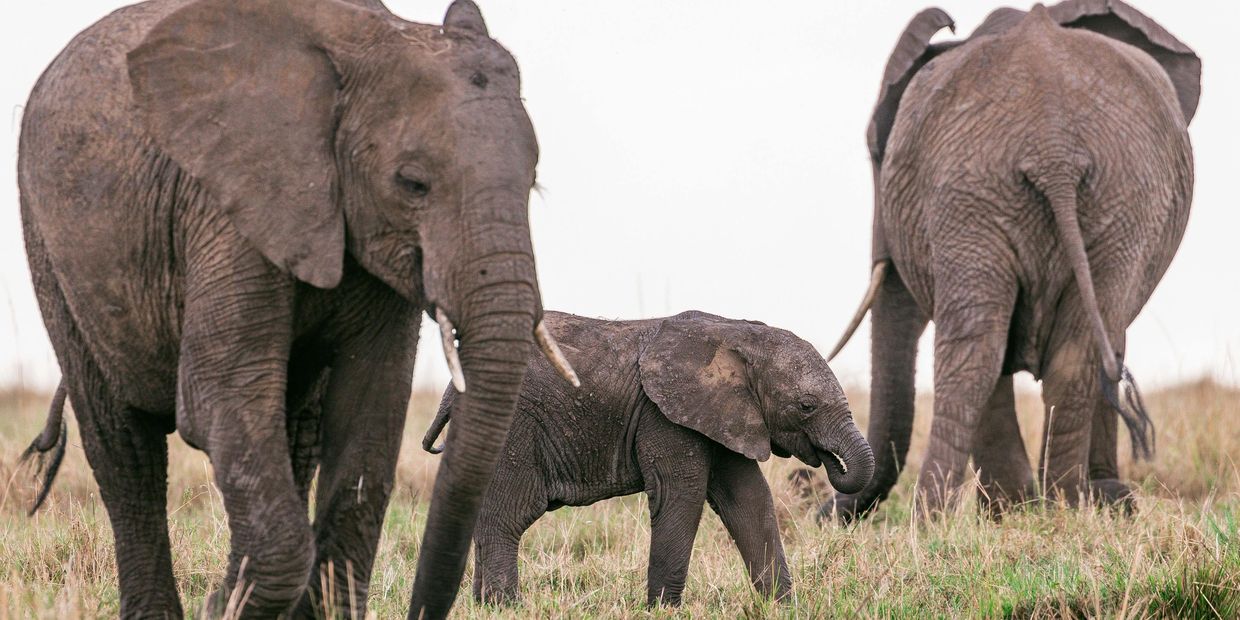 Elephant grazing at the park