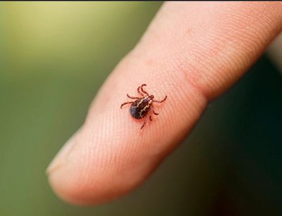 Tick on finger