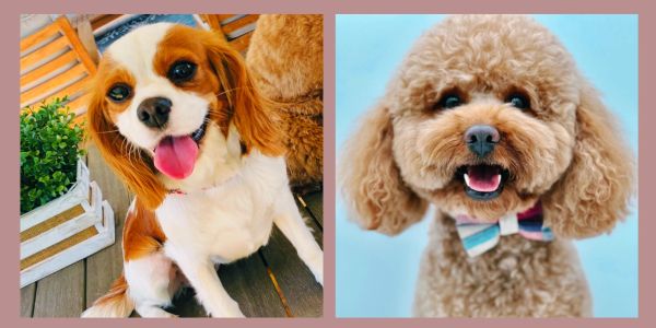 Two happy dogs, one with long ears and one curly-haired with a bow tie.