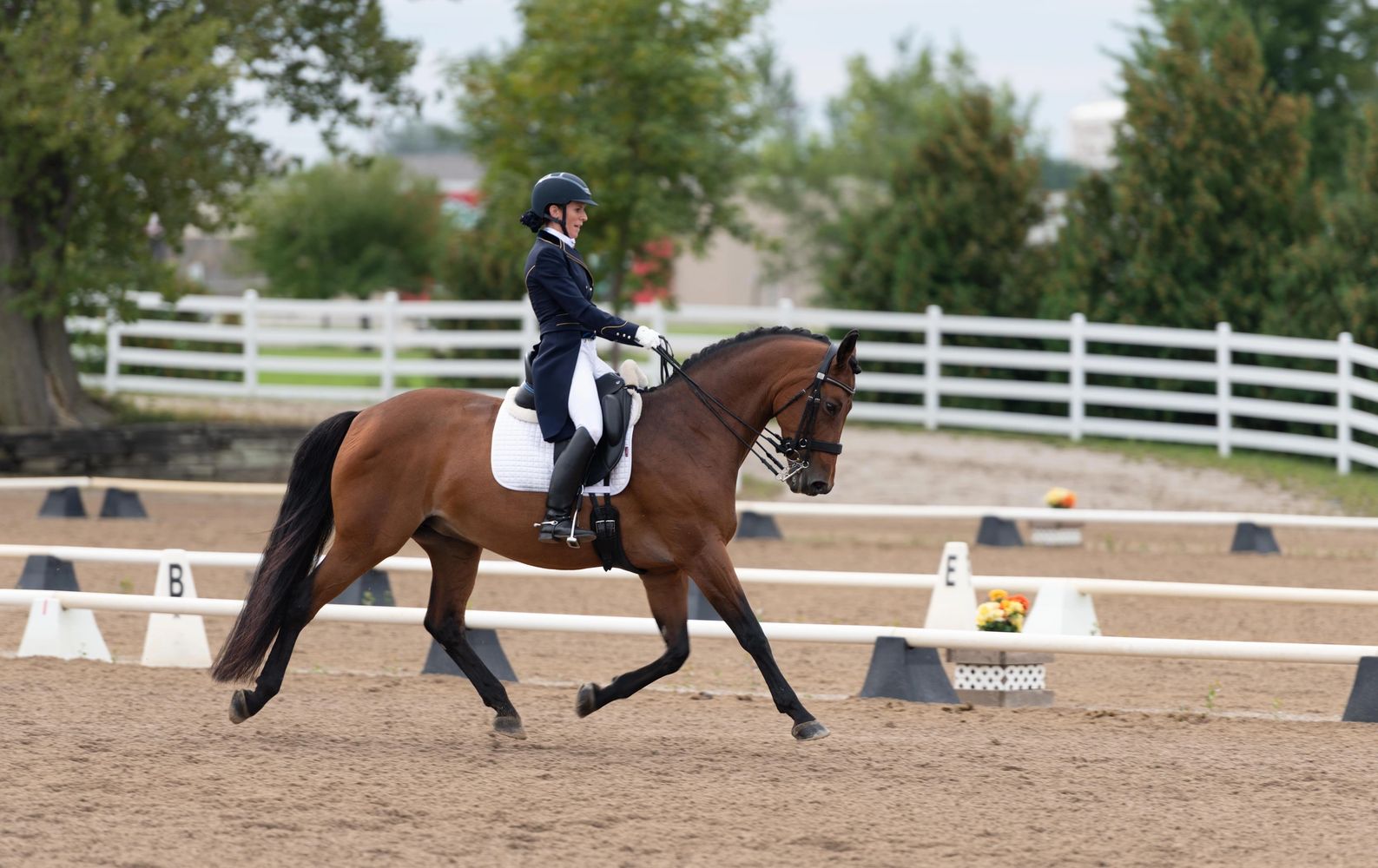 St. George's Dressage Academy - Home