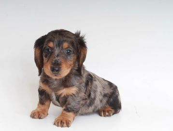 Mini Dachshunds | Precious Pups Mo