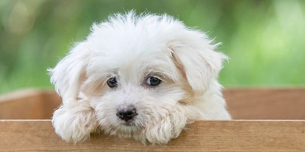 maltipoo puppy
maltese mix puppy
poodle mix puppy
designer breed puppy
small puppy
hypoallergenic puppy