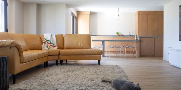 Modern living room with leather sofa and gray cat.