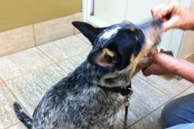 Dog being fed by a person indoors.