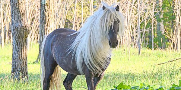 A horse with long white mane in a forest clearing.