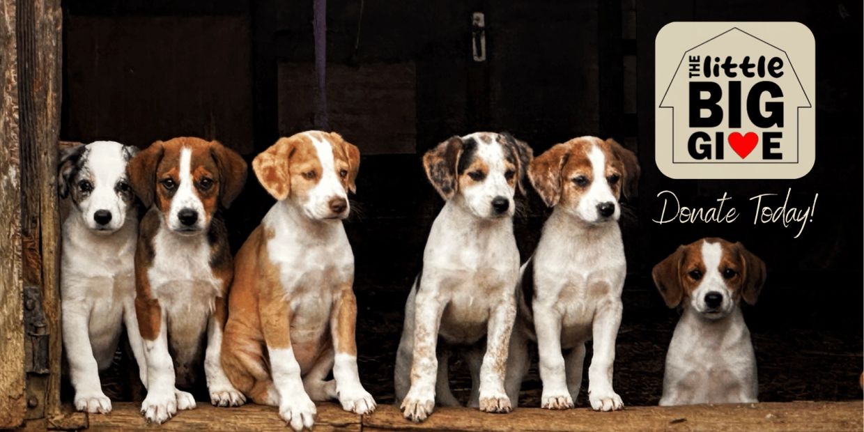 Six puppies sitting in a row with a donation sign.