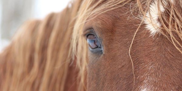 Close-up of a horse's eye and mane.