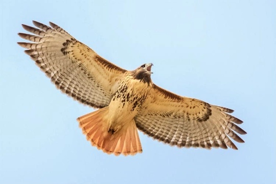 Redtail Hawk Vineyard