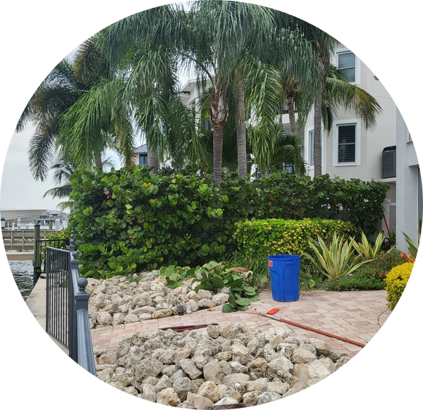 Pinellas County Largo Clearwater Seminole Tree Services Tree Trimming Tree Removal Stump Removal