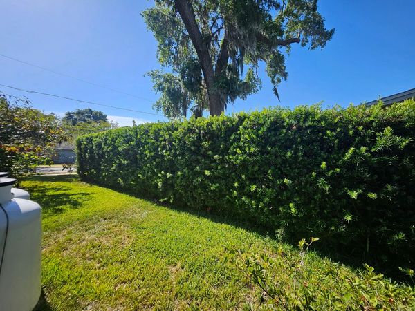 Pinellas County Largo Clearwater Seminole Tree Services Tree Trimming Tree Removal Hedge Trimming