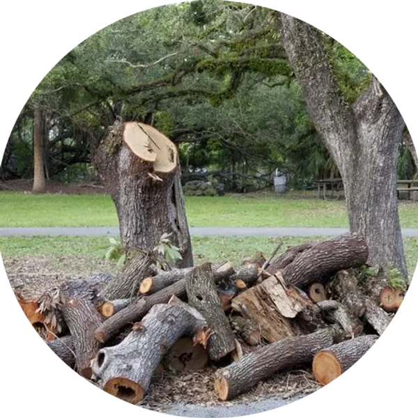 Pinellas County Largo Clearwater Seminole Tree Services Tree Trimming Tree Removal Stump Removal