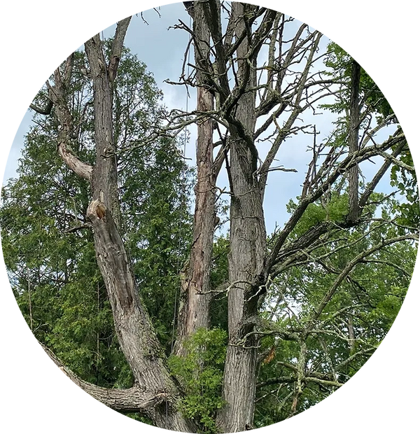 Pinellas County Largo Clearwater Seminole Tree Services Tree Trimming Tree Removal Deadwooding