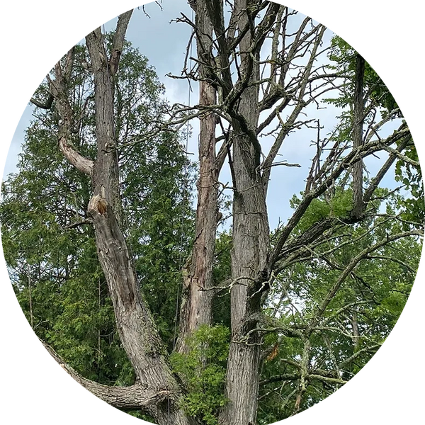 Tree Roadhouse Tree Services, Largo, FL Seminole, FL Tree Deadwooding Removal