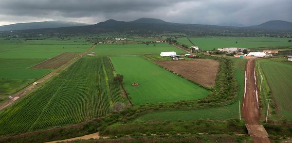 Campos de cebada en Apan Hidalgo