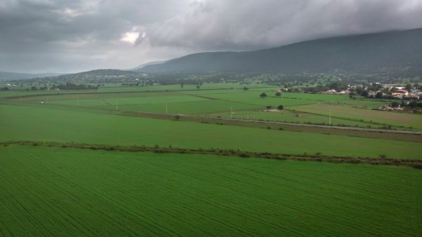 Campos de cebada en Apan Hidalgo