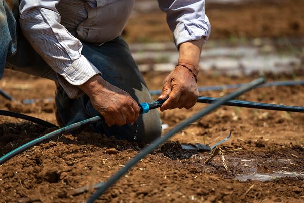 Productor instalando sistema de riego