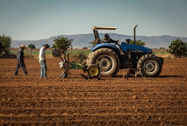 Tractor y agricultores instalando sistemas de riego en parcelas de Zacatecas