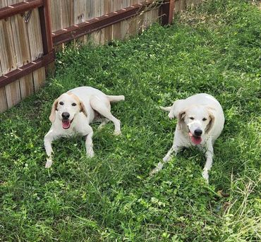 Ethel & Lucy Bonded pair 7 & 8 yr old Walker hound mix. Under medical care.