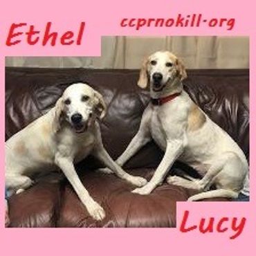  both spayed vacs current, current on Heartworm  & flea prevention Walker Hound/lab/lacy mix PAIR