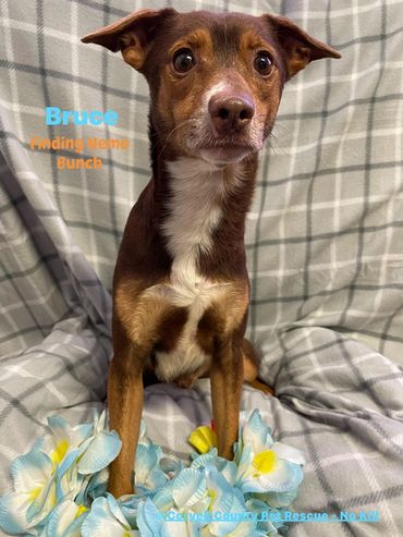 Neut male Manchester/dachshund mix 2 yr old vacs current hw neg $125.00