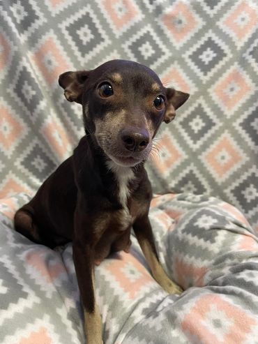 int fem Mother of scream pups manchester/dachshund mis Darla more info to come