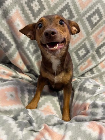 Dory -Soon to be spayed fem Manchester dachshund mix hw neg vacs current  $165.00