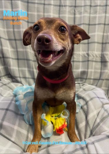 Neut male Manchester/dachshund mix 4 yr old vacs current hw neg $125.00
