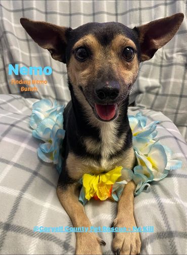 Neut male Manchester/chihuahua mix 2 yr old vacs current hw neg $75.