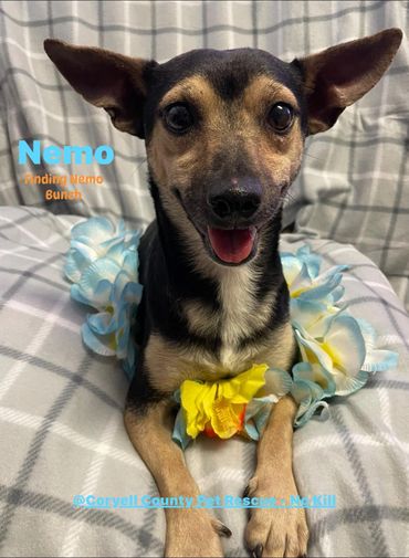 Neut male Manchester/dachshund mix 2 yr old vacs current hw neg $125.00