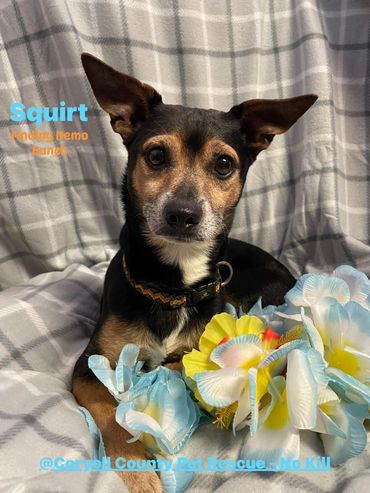 Neut male Manchester/dachshund mix 2 yr old vacs current hw neg $125.00
