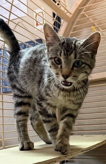 A tabby cat walking inside a cage, looking curious.