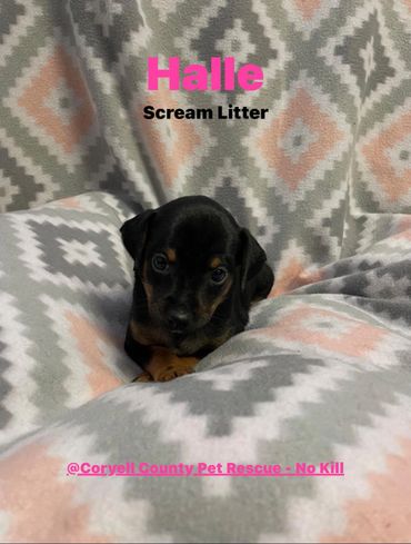 fem. intact. born 11Mar26 manchester/dachshund mix. Puppy Pkg $125.00