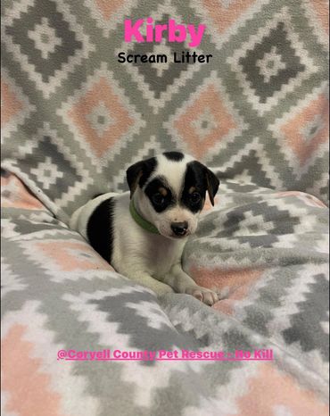 fem. intact. born 11Mar26 manchester/dachshund mix. Puppy Pkg $125.00