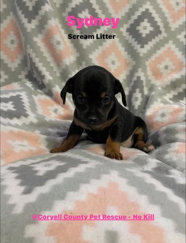 Tiny black and tan puppy named Sydney on a patterned blanket.