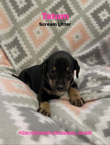 fem. intact. born 11Mar26 manchester/dachshund mix. Puppy Pkg $125.00