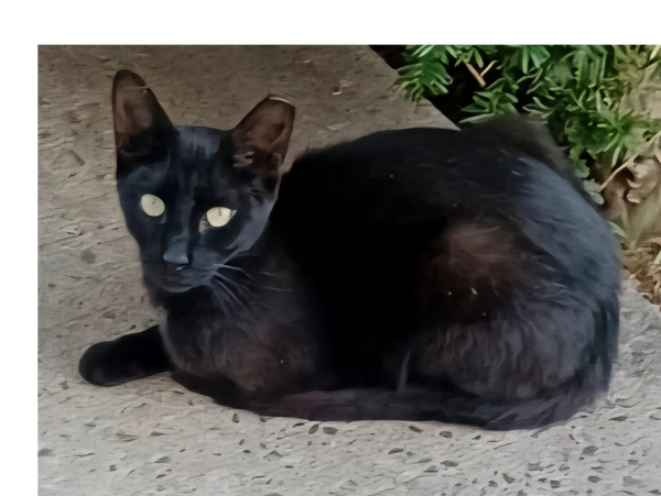 Black cat with bright eyes lying on a concrete surface.