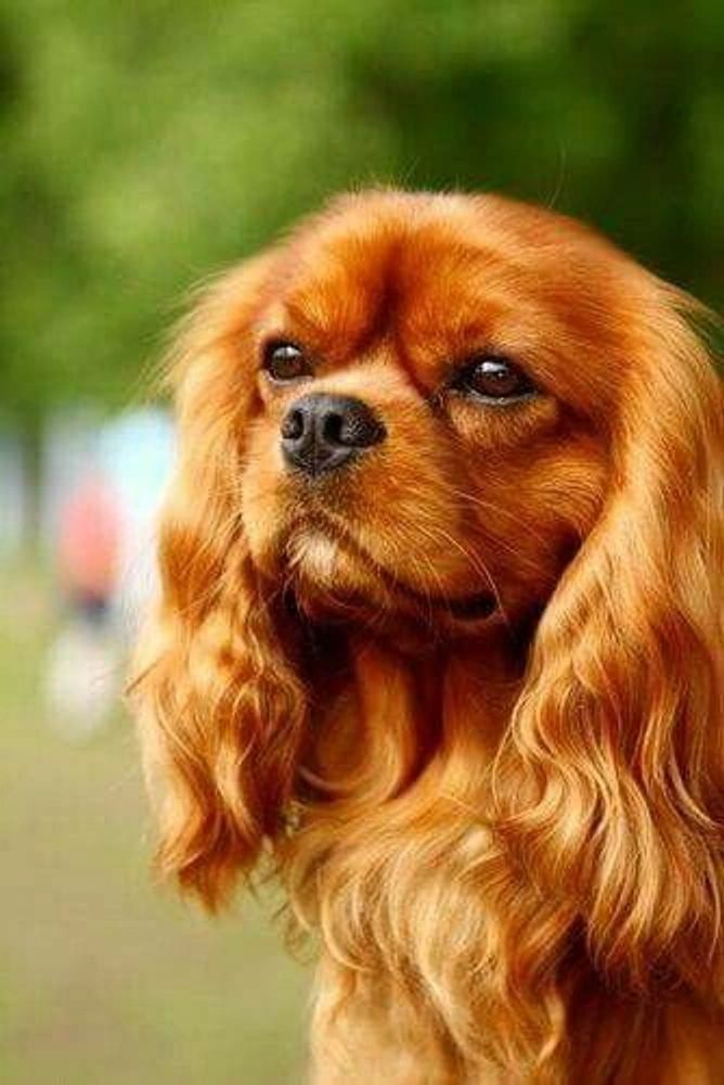 Ruby cavalier King Charles Spaniel 